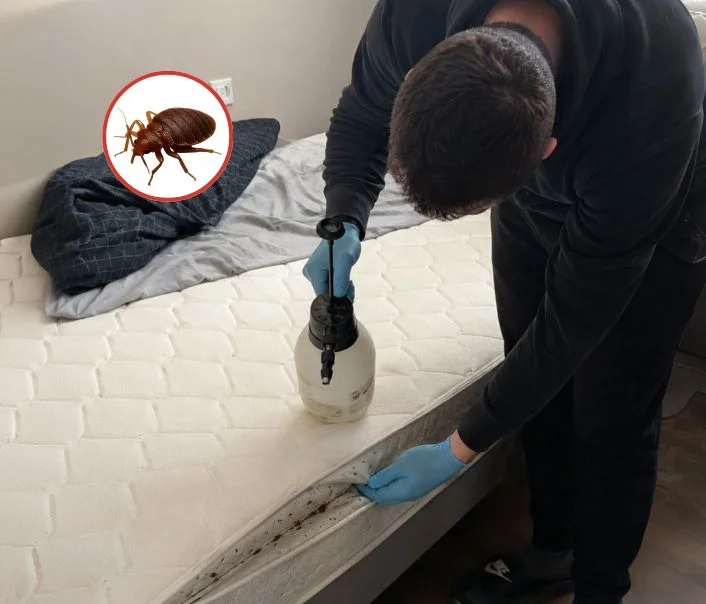 Technicien traitant un matelas contre les punaises de lit à Rosay